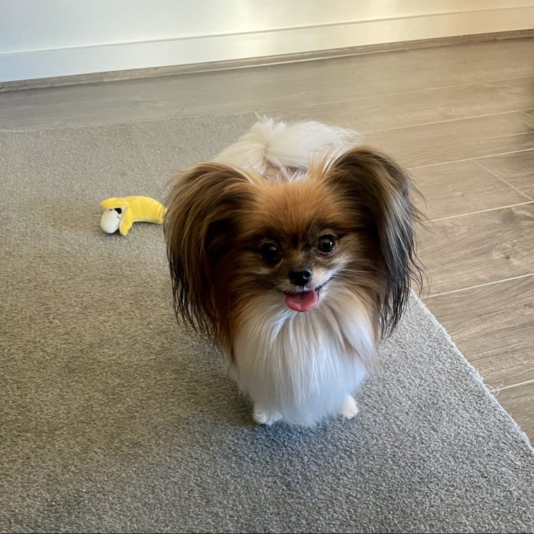 Aldgate Vet Clinic - Candy Cane with banana toy