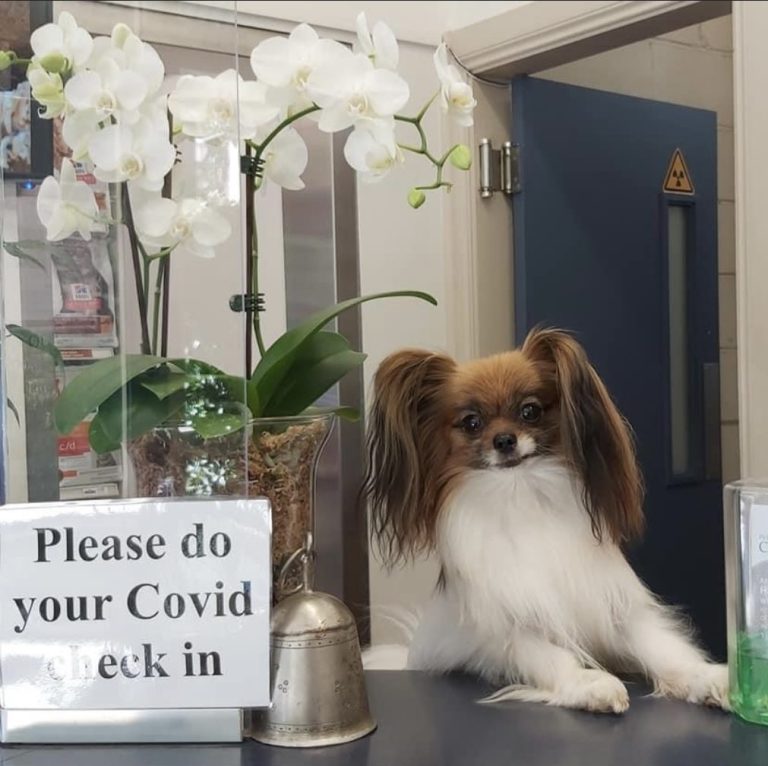 Aldgate Vet Clinic - Candy Cane at reception desk