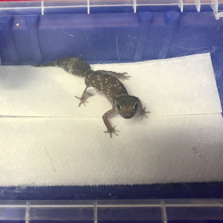 Aldgate Vet Clinic - Lizard