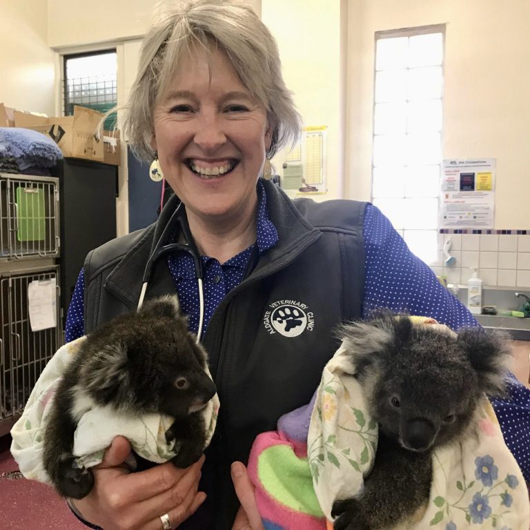 Aldgate Vet Clinic - Dr Nadia with Koala patients