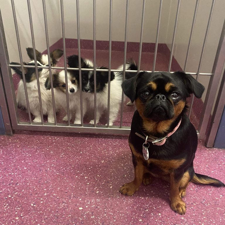 Aldgate Vet Clinic - Agnes visiting the puppies