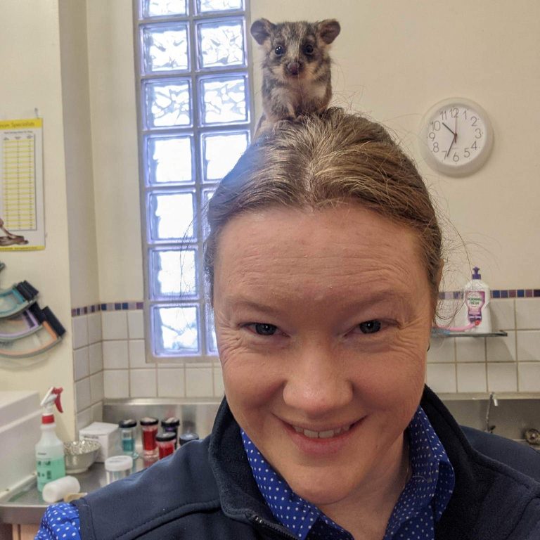 Aldgate Vet Clinic - baby possum