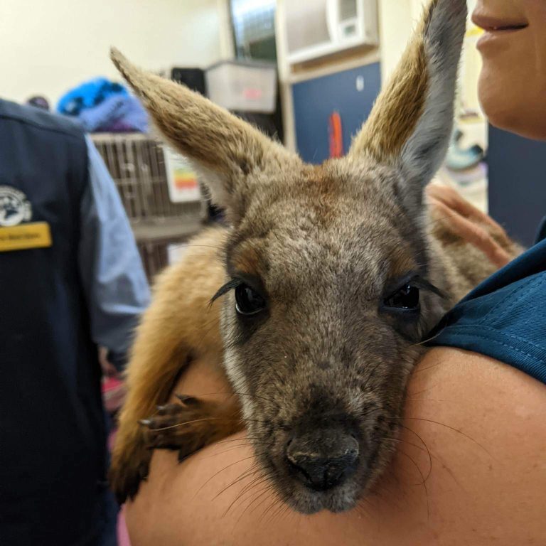 Aldgate Vet Clinic - Wallaby patient