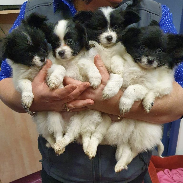 Aldgate Vet Clinic - puppies