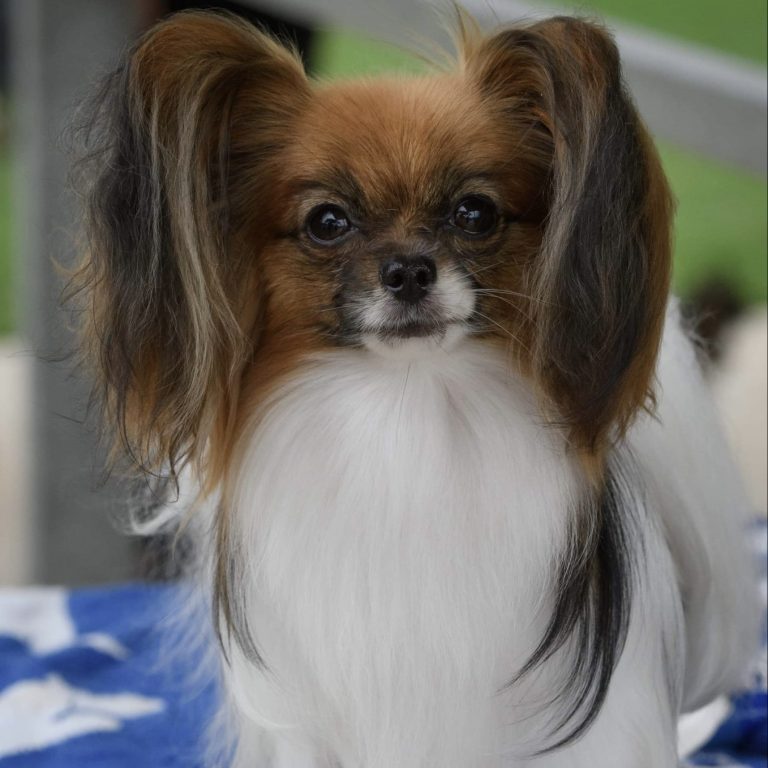 Aldgate Vet Clinic - Candy Cane the Papillion