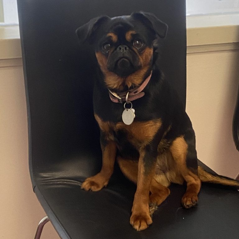 Aldgate Vet Clinic - Agnes sitting on chair