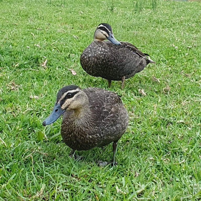 Aldgate Vet Clinic - Ducks