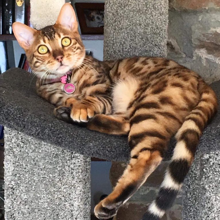 Aldgate Vet Clinic - Surprised Kitty